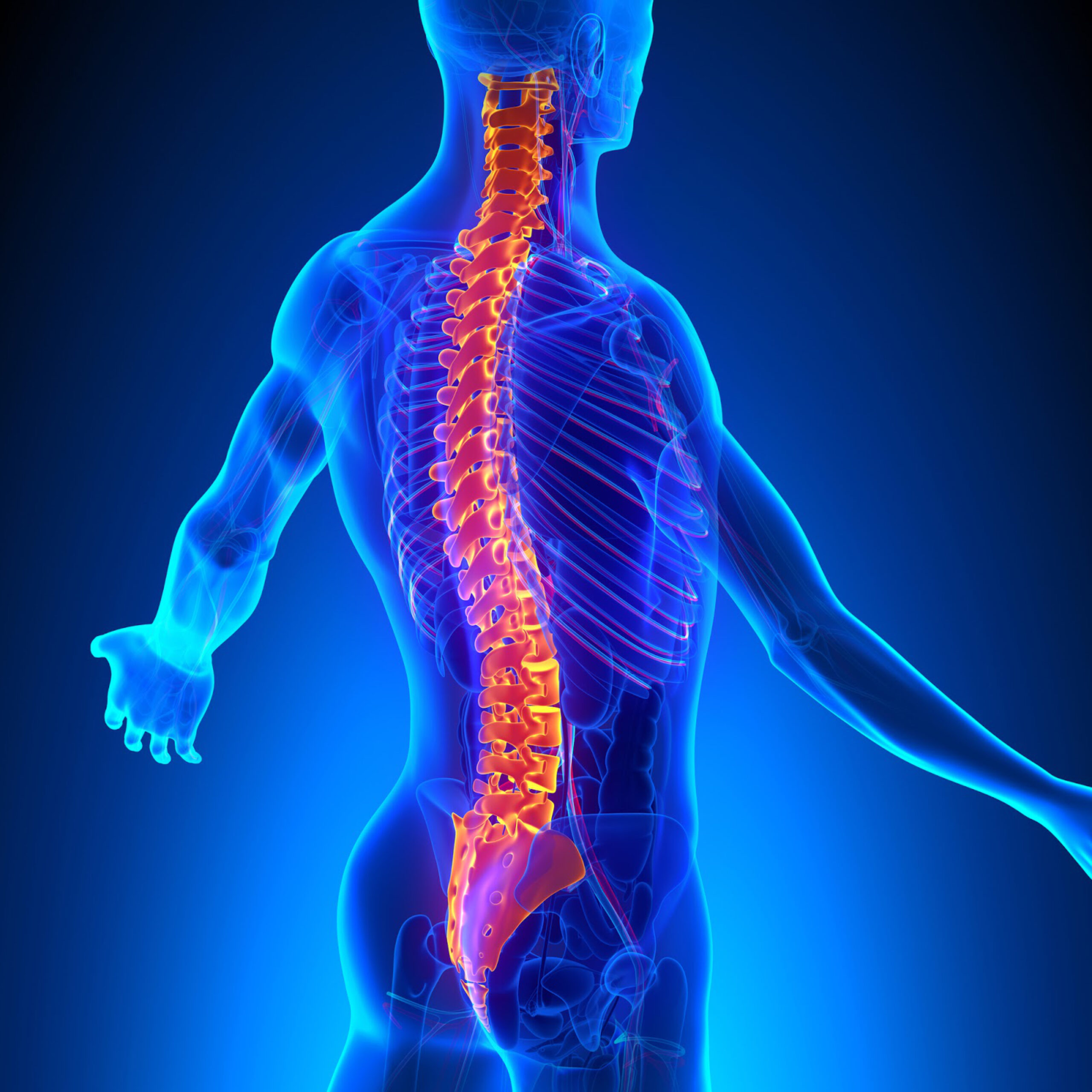 Los Vertebrados